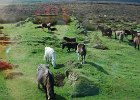 Pferde in Dartmoor : #Anlässe, #Aufnahmeorte, #Kategorien, Cornwall 2006, Devon, Europa, Großbritannien, Postbridge, URL, Urlaube